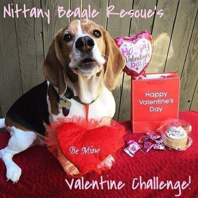 Valentine Beagle